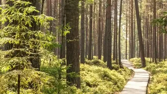 Discover Unspoiled European Nature Along Sweden Most Popular And Scenic Trail Networks