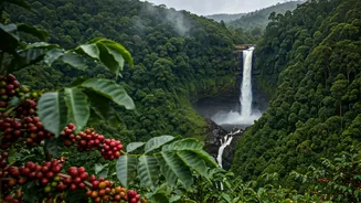 Wayanad Waterfalls To Coorg Coffee Estates Hit Peak Rain Season