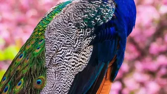 UN Geneva Receives Five Peacocks from India for Its Historic Ariana Park