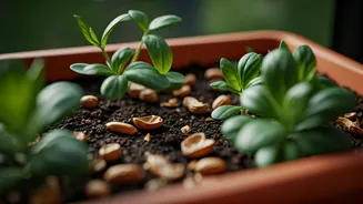Genius Balcony Planter Trick Uses Leftover Crushed Peanut Shells Safely