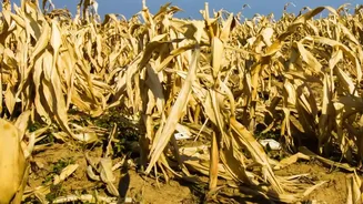 Rainfall Gaps In September Could Have A Delayed Effect On Winter Crop Prices