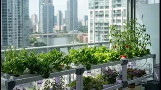 Why Hydroponics For Beginners Is Gaining Cult Status Across Densely Populated Cities