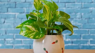 Ceramic Planters Can Turn Indoor Plants Into Part Of The Room Design Leaves Drainage Still Matters Even When A Planter Is Decorative As The Next Qu...