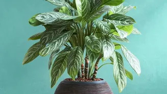 Cleaner Indoor Air Depends On Habits As Much As Houseplants