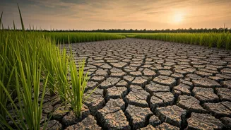 El Niño's Shadow: Impact on India's Crucial Kharif Harvests Revealed