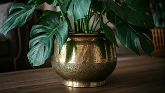 Give Monsteras Luxury Upgrades Inside Ancient Heavy Brass Planters