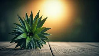 Grow A Pineapple Plant For Pure Charm