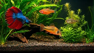 Which Aquarium Fish Are Best for Beginners?