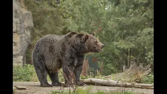Urso ataca quatro pessoas em Fukushima, no Japão