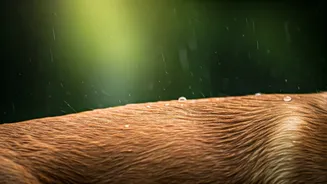 Monsoon Moisture Can Trigger Pet Skin Trouble