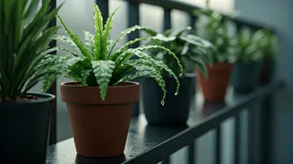 Rain-Loving Plants You Can Grow Anywhere