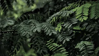 IMD Issues Orange Alert for Himachal Pradesh Amid Heavy Rainfall Forecast
