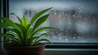 Don't Let Weeks Of Rain Damage Your Indoor Plants