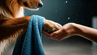 City Dogs Need Better Monsoon Hygiene Habits