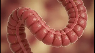 Why midday largest meal culture helps professionals maintain peak gut health status