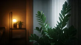 Low Light Needs A Plant Care Rethink