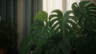 Monstera's Light Secrets: How to Brighten Up Your Plant's Life & Avoid Pitfalls