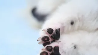 Essential Monsoon Paw Care Routine For Urban Dogs To Prevent Painful Damp Walk Fungal Infections