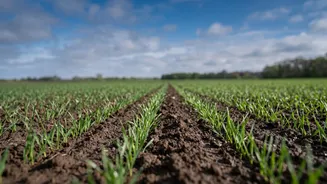 India’s Winter Crop Outlook Depends On How September Rainfall Ends