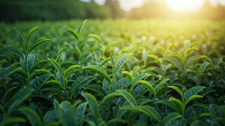 Assam's Emerald Tapestry: A Welsh-Indian Explorer's Humbling Journey into Tea Gardens