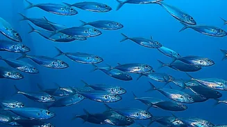 What Scientists Can Learn About Marine Food-Web Effects From The New Ocean Iron Study
