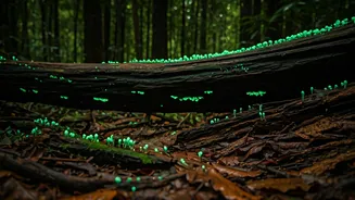 Book Night Treks To Witness Rare Bioluminescent Glowing Fungi