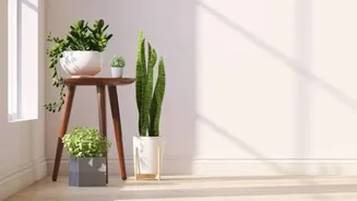How to revamp your room with indoor plants