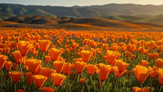 Flower-Season Trips Are The Softest Travel Flex