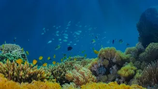 Ecosystem Risks Comes Into View Through The New Ocean Iron Study