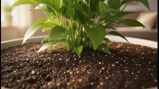 Avoid Soggy Soil and Save Your Plants With These Drainage Hacks