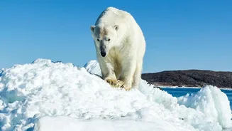 NASA's Two-Year Polar Heat Record Adds A New Piece To Seasonal Heat Release From The Poles
