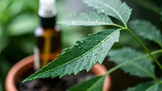 Balcony Gardeners Deploy Simple Organic Neem Oil Against Damp Humidity