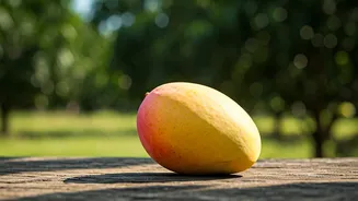 Lucknow's Sweet Gold: How Mangoes Empower Rural Communities Daily