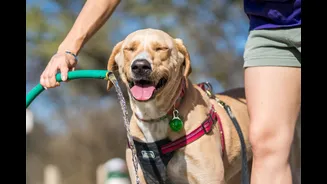 Protecting Yourself and Your Pets During Extreme Heat