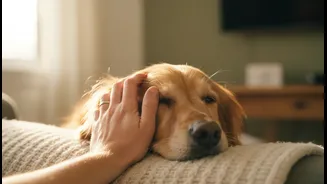 New Human-Animal Interaction Research Could Shift how Pet Owners and Wellbeing Readers Think About Momentary Pet Contact, Not Simple Ownership