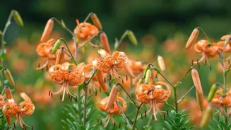 Leopard lily bulbs: A lesser-known superfood