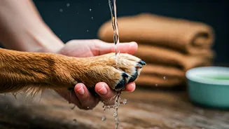 Protecting Paws: Safe Anti-Septic Washing Hacks For Monsoon Walks
