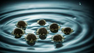 Moringa Seeds: Nature's Eco-Friendly Solution to Microplastic-Contaminated Drinking Water