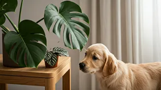Pet Health Is Entering Plant Decor Conversations