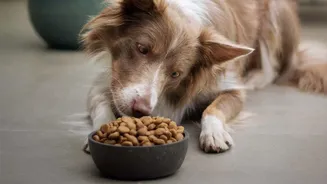 Planning Backup Pet Feeding Routines Should Balance Late Workdays And Visitors