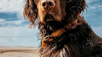 Dog Paw Cleaning: Starts With A Simple Rinse After Muddy Walks