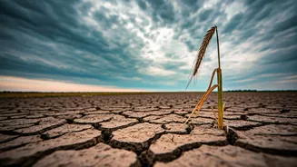 Below-Normal Rain Can Move Food Prices Fast