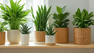 Stylish Living: Plants for Calm & Lucky Home Energy
