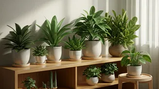 Your Room Needs A Plant Parent Glow-Up