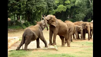 Tourist Dies In Clash Between Two Elephants At Dubare Elephant Camp In Karnataka: Survival Tips Everyone Should Know