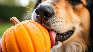 Cool Down Stressed Dogs With Frozen Pumpkin Toys Instantly