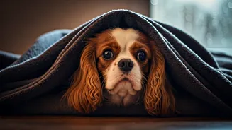 Cosy Dens Help Pets Through Rainy-Season Stress