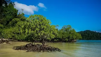 How Satellite Systems Help Map Mangrove Recovery And Coastal Defense In Sundarbans