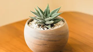 How Clay Dehumidifiers And Five Indoor Plants Keep Rental Home Interiors Wonderfully Fresh