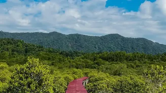 How Community-Led Mangrove Bio-Shields Protect Eastern Coast Villages From Severe Tidal Erosion